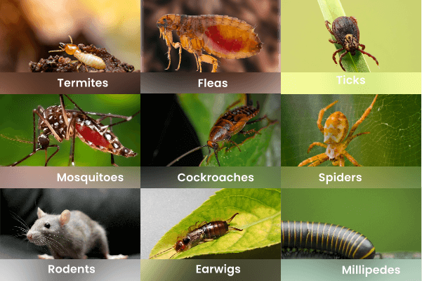 Massey Services deals with -- (Termites, Fleas, Ticks, Mosquitoes, Cockroaches, Spiders, Rodents, Earwigs, Millipedes and others)