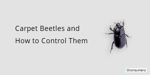Carpet Beetles And How To Control Them