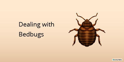 Dealing with bed bugs