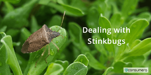 Dealing With Stink Bugs