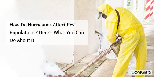 Hurricane effect on pest population