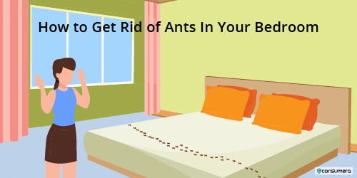 How To Get Rid Of Ants In Your Bedroom
