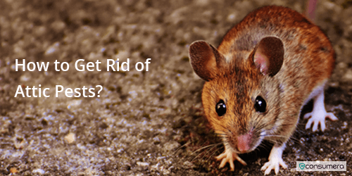 How to Get Rid of Mice in Walls: Mice in Attic Removal