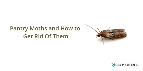 Pantry Moths And How To Get Rid Of Them