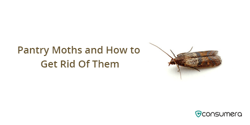 How to Get Rid of Pantry Moths