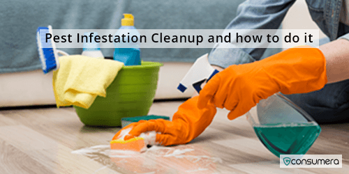 Pest Infestation Cleanup And How To Do It