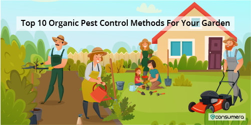 Top 10 Organic Pest Control Methods For Your Garden