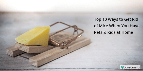 Top 10 ways to get rid of mice