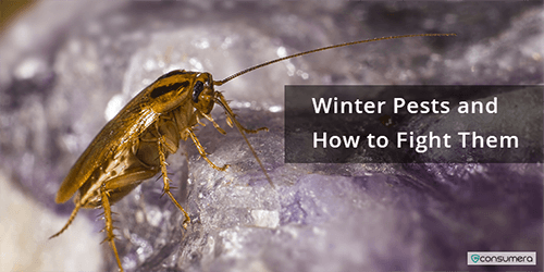 Winter Pests And How To Fight Them
