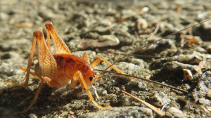 Camel-Cricket