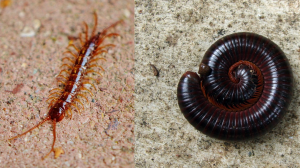 Centipedes-And-Millipedes