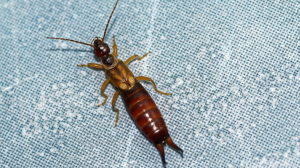 Earwigs