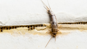 Silverfish