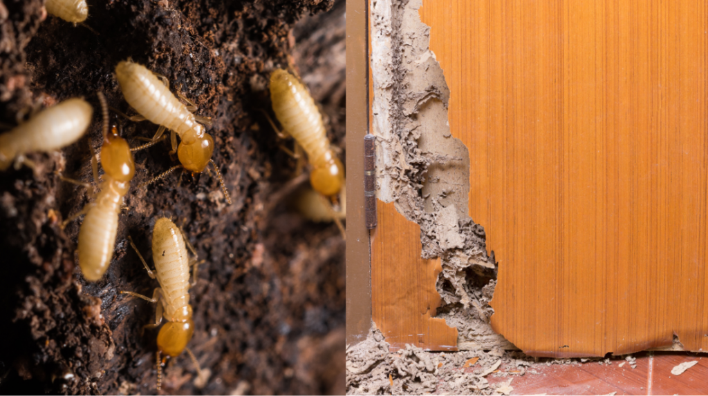 Common Basement Bugs And How To Deal With Them