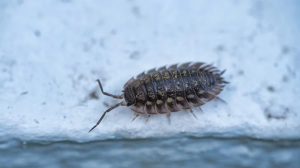 Woodlouse