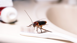 Spiders in Florida - Pest Library - Nozzle Nolen