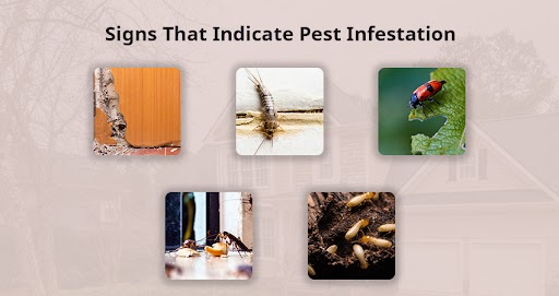 8 Signs That Indicate Indoor and Outdoor Pest Infestation