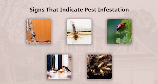 Pest Exterminator In Phoenix