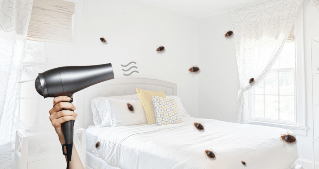 How To Find Bed Bugs During The Day A Guide
