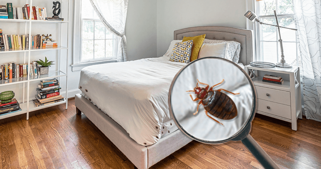How To Find Bed Bugs During The Day