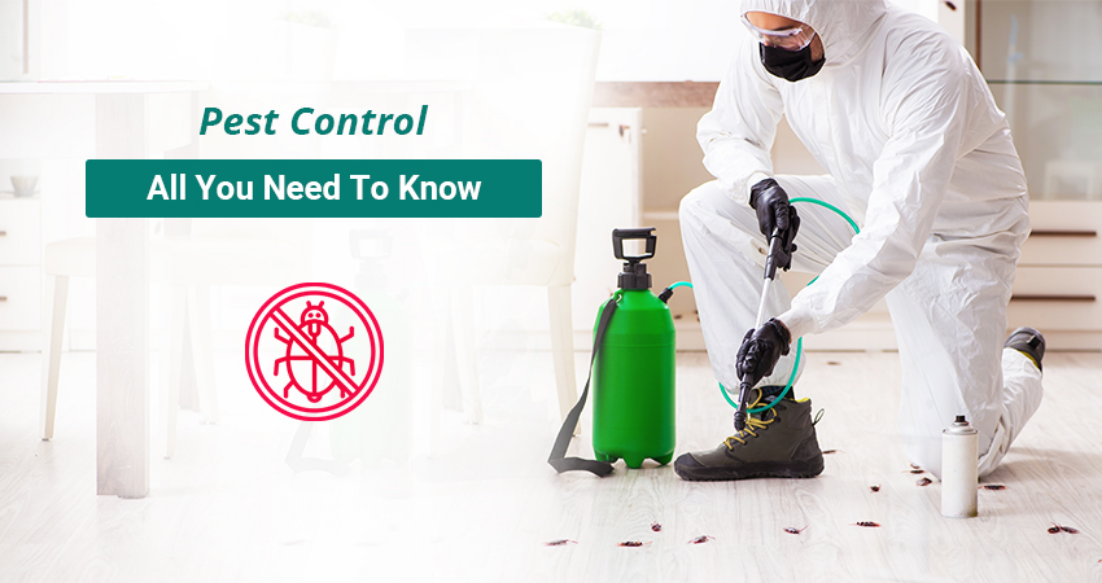 What Does A Pest Control Company Do?
