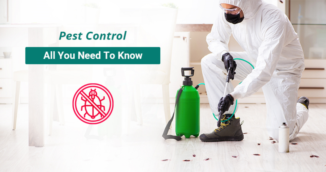 what-does-pest-control-do-a-complete-guide