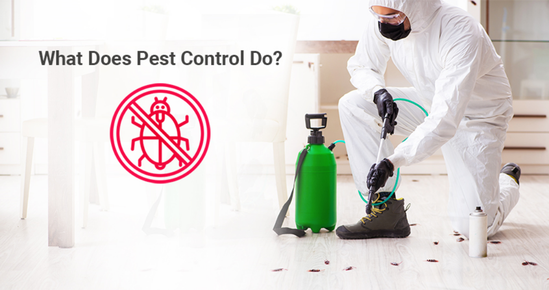 What Does A Pest Control Company Do?