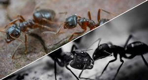 Carpenter Ants vs. Black Ants
