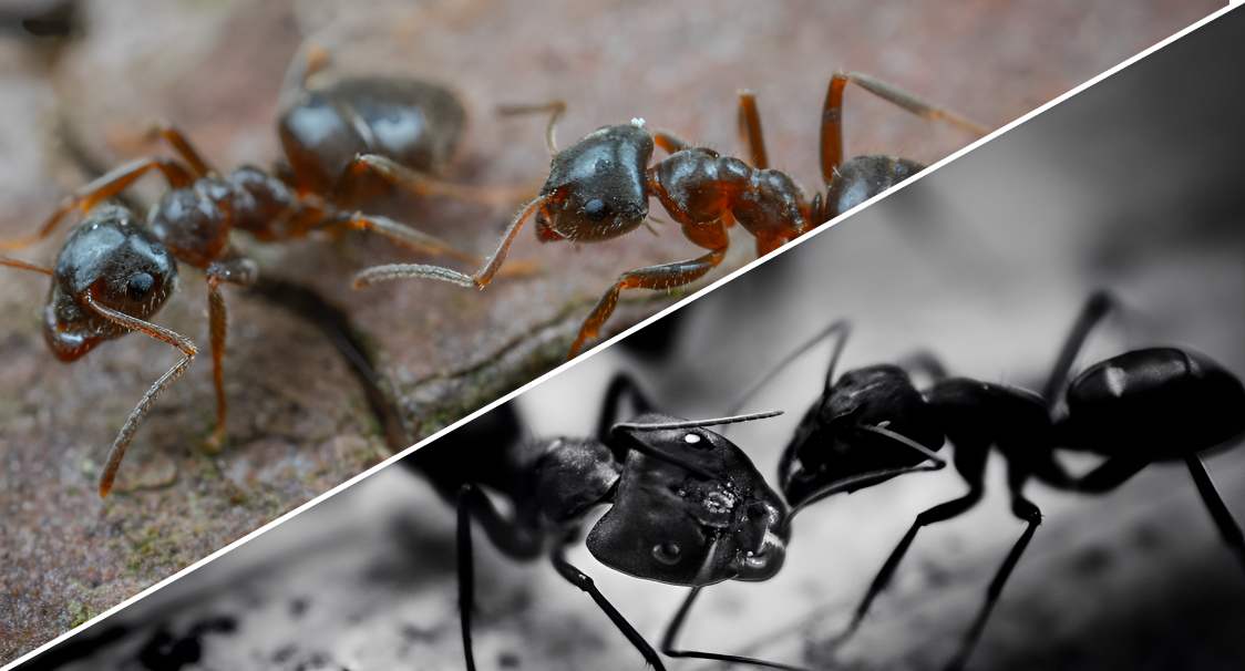 Signs Of Carpenter Ants In House What You Must Do