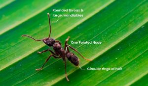 Easy Ways to Identify Carpenter Ants