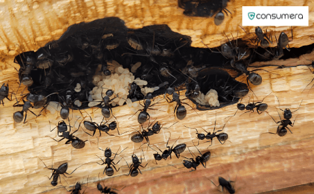 Signs of Carpenter Ants in House: What You Must Do