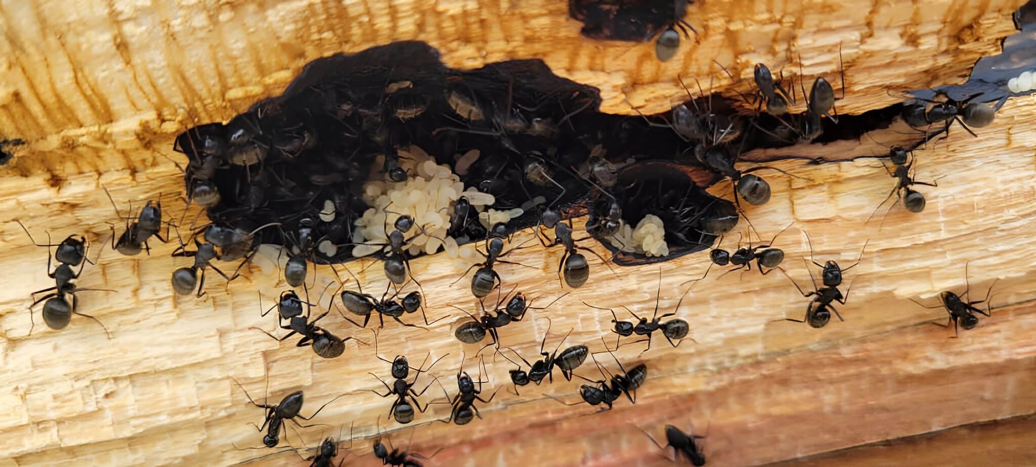 Signs of Carpenter Ants in Your House & What To Do