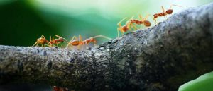 Trailing Ants