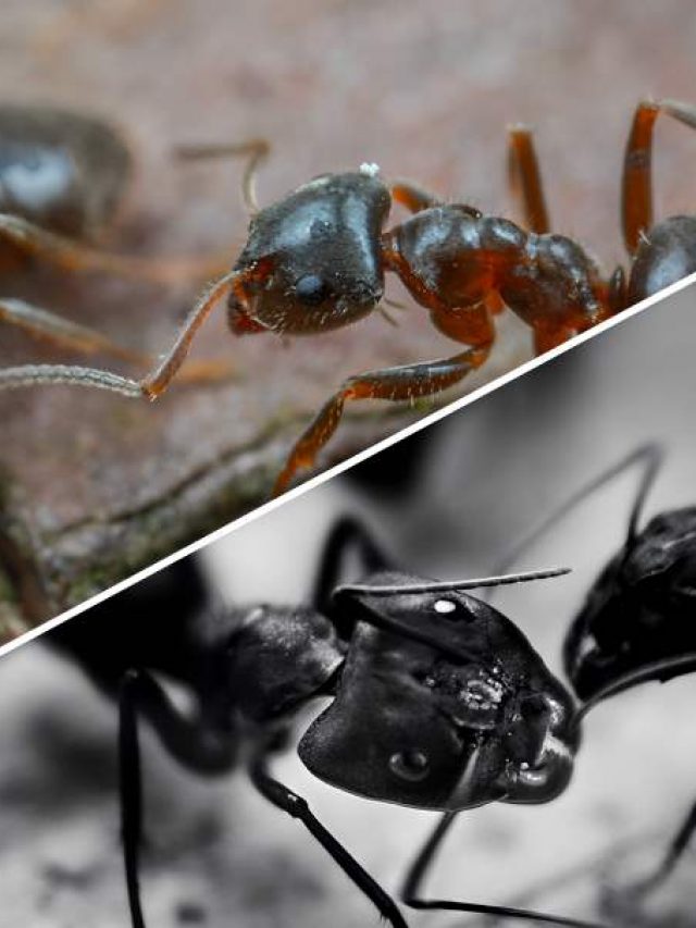 Signs Of Carpenter Ants In Your House & What To Do