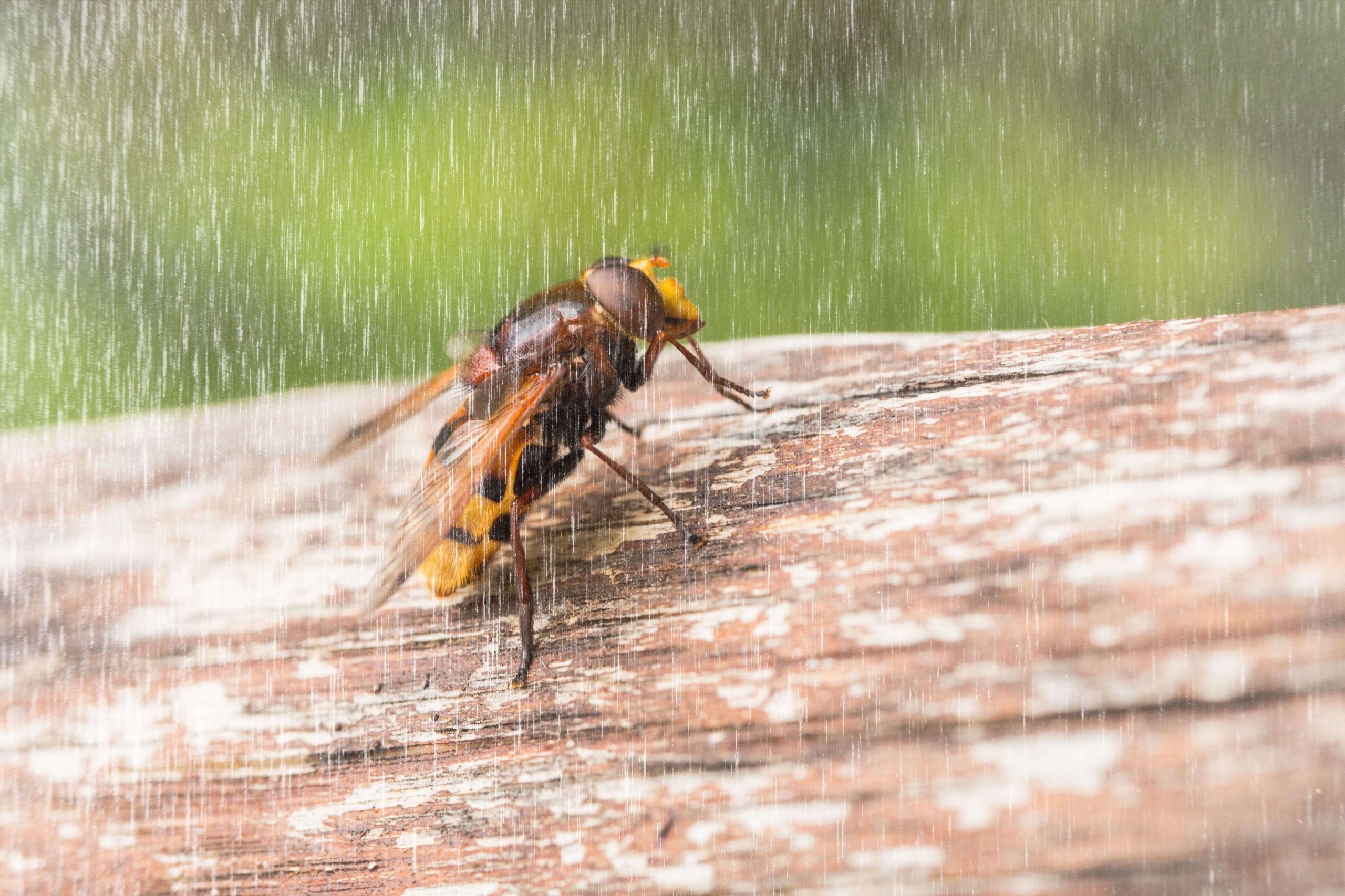 an image displaying a pest during hurricane