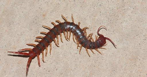 An image of centipede found inside the house.