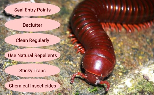 an image displaying a centipede along with the methods suggested to get rid of them