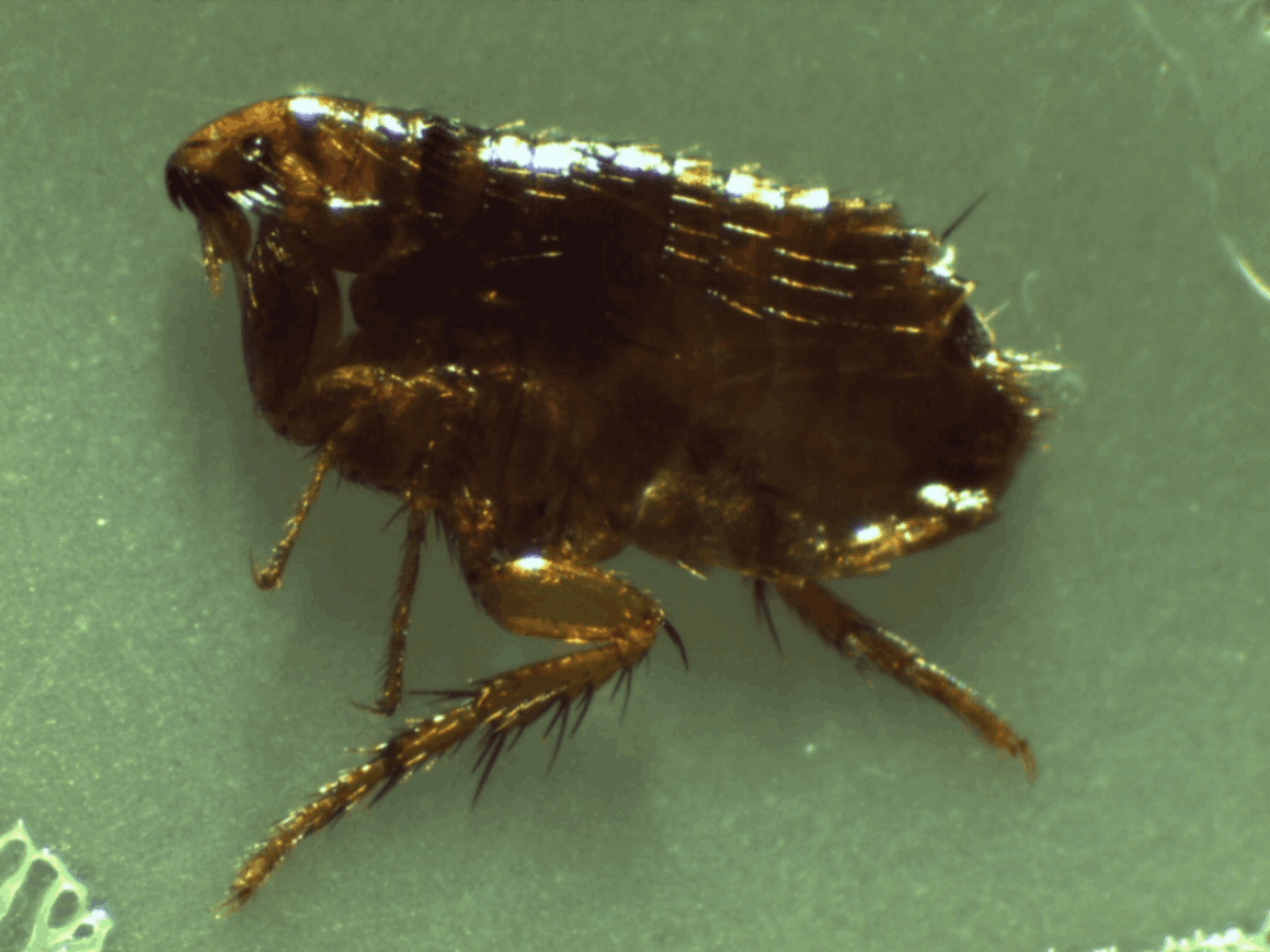 Dog Flea